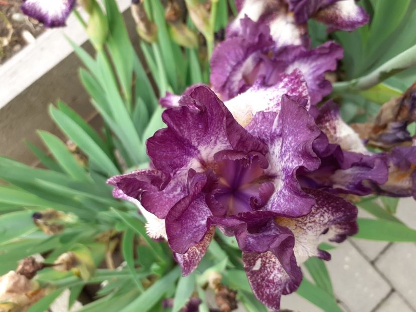 Vitrail - Iris 2021
