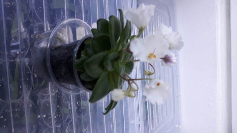  - Alan s White Feather