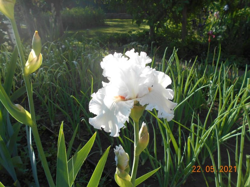 Foggy Valley - 02 Irisi 2021