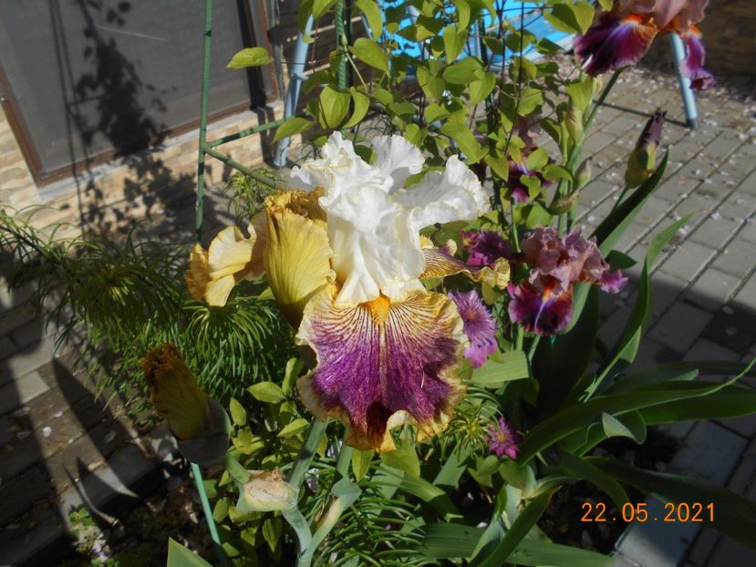 Sordid Lives - 02 Irisi 2021