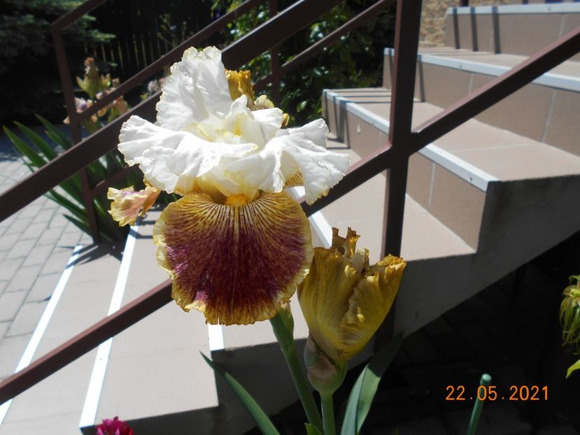 Sordid Lives - 02 Irisi 2021