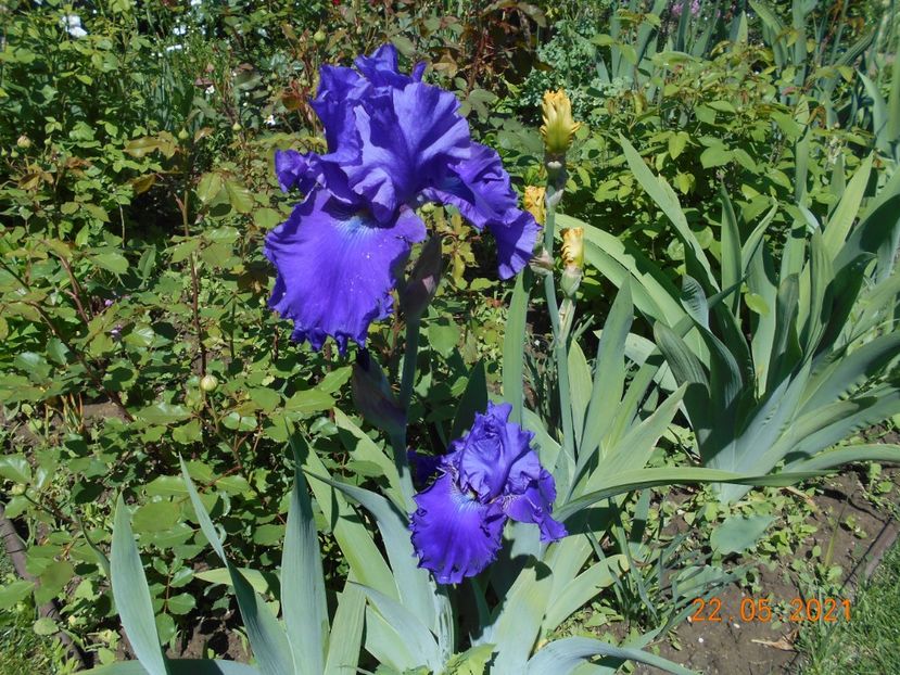 Indigo Princes - 02 Irisi 2021