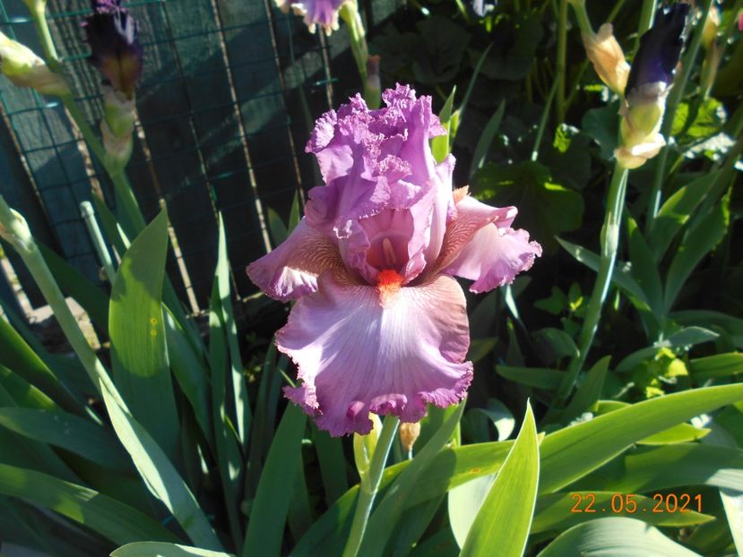 Extravagant - 02 Irisi 2021