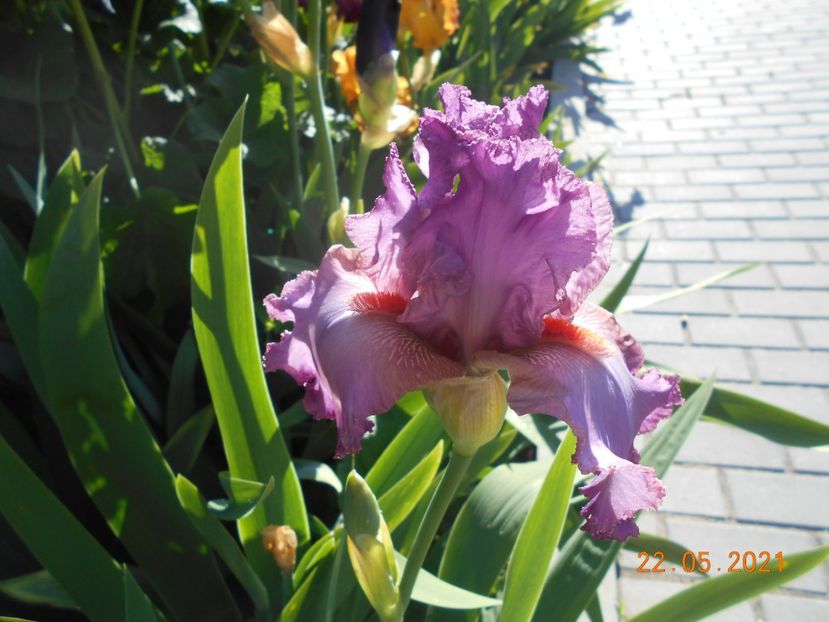 Extravagant - 02 Irisi 2021