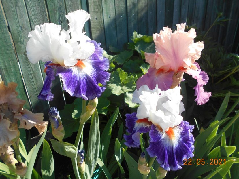 Gypsy Lord - 02 Irisi 2021