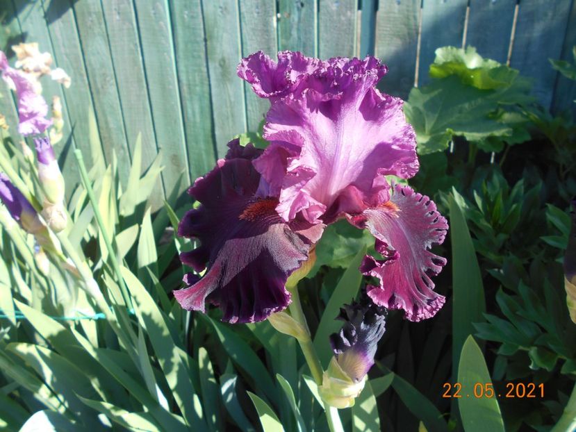 Up in Flame - 02 Irisi 2021