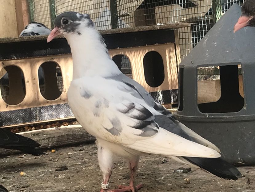 E1F1D4C1-94A1-40B2-A144-709F42F79CE3 - Pui Zburator Beograd