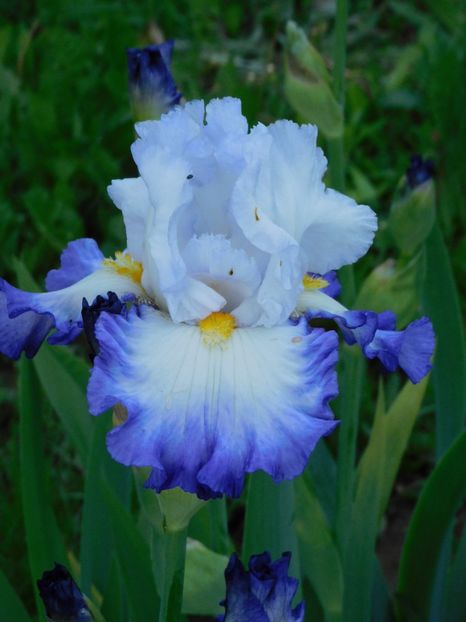 Pursuit of hapiness - -Irisi 2021