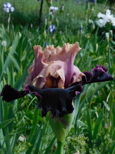 Prague - -Irisi 2021