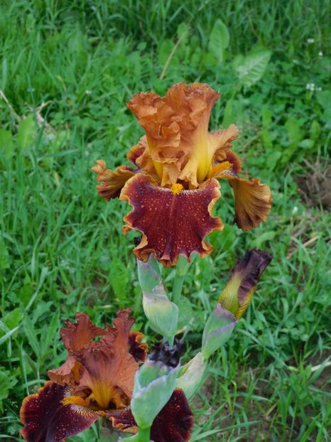 Copatonic 10 - -Irisi 2021