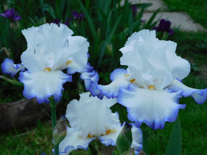 Queen s circle - -Irisi 2021