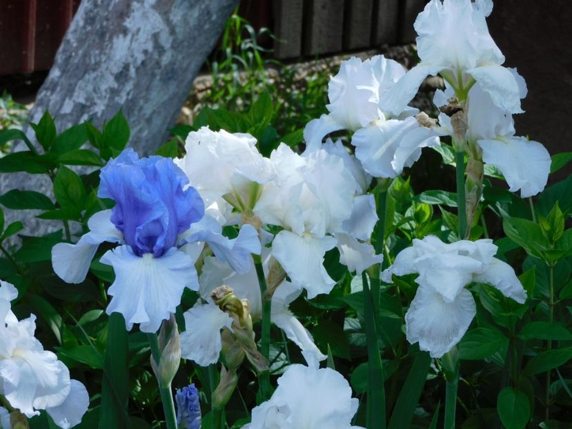 In reverse si Immortality - -Irisi 2021