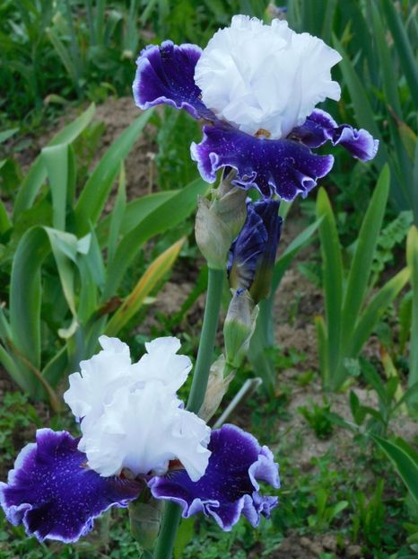 Merry amigo - -Irisi 2021