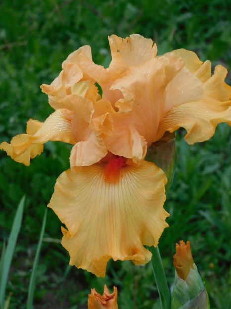 Good show - -Irisi 2021