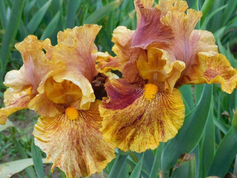 Wizzard of odds - -Irisi 2021