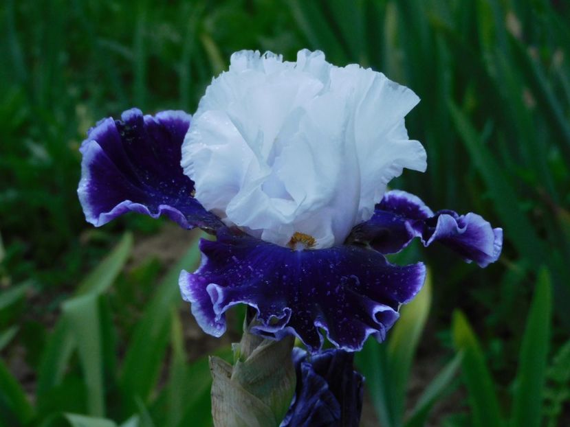 Merry amigo - -Irisi 2021