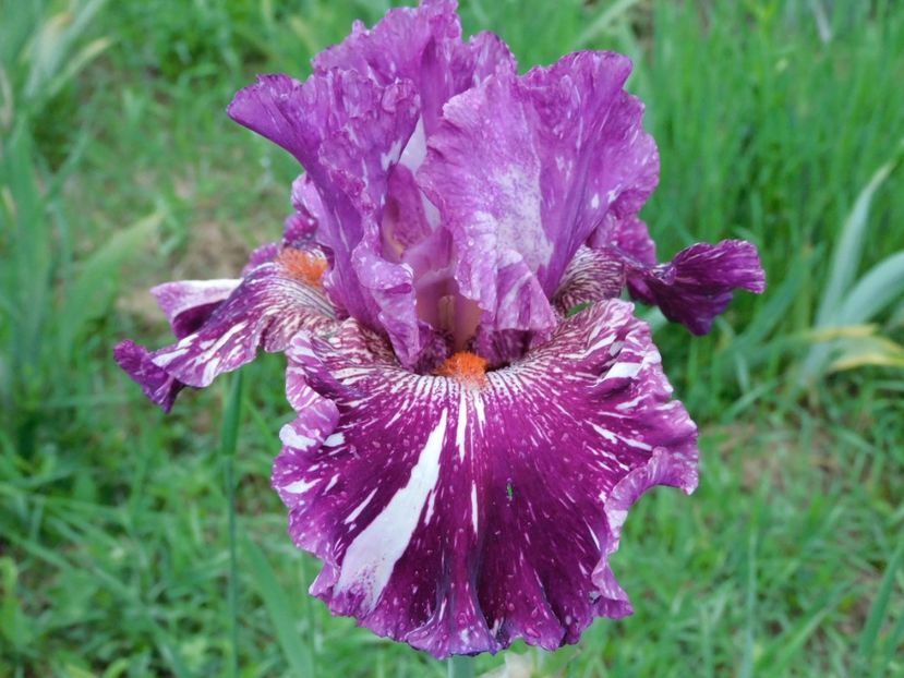 Peekabu zebu - -Irisi 2021