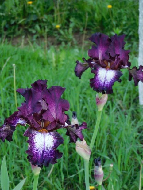 Tennison ridge - -Irisi 2021