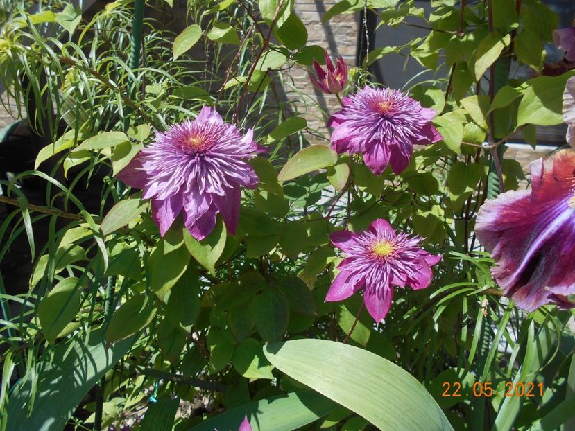 Kaiser - 02 Primavara 2021