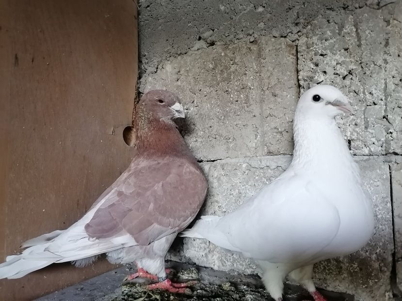 Sa vina baltatii... - Porumbei Albi