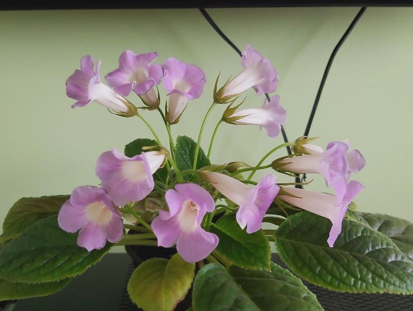 Flori Sinningia Luci s My Beauty - 1-Diverse plante disponibile pentru vanzare 2022