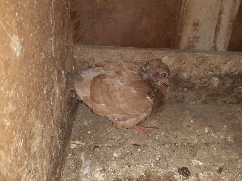  - 5-Jucatori de Amara