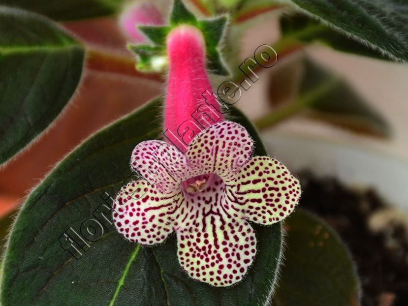 Kohleria Ni s Claire - KOHLERIA II 3