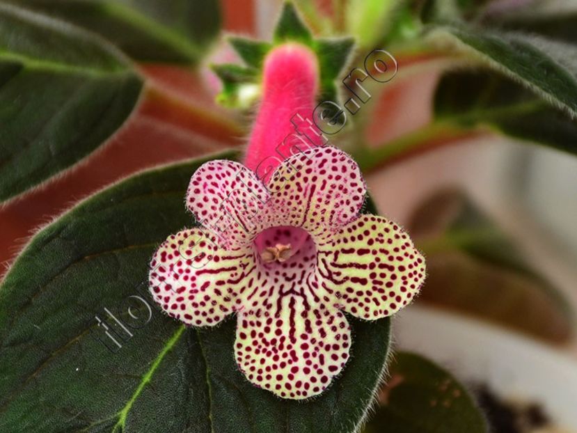 Kohleria Ni s Claire - KOHLERIA II 3