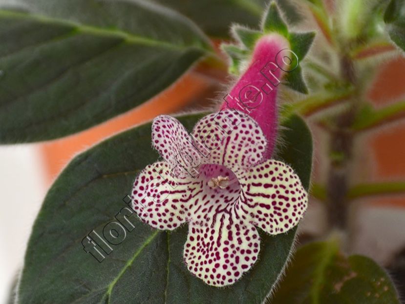 Kohleria Ni s Claire - KOHLERIA II 3