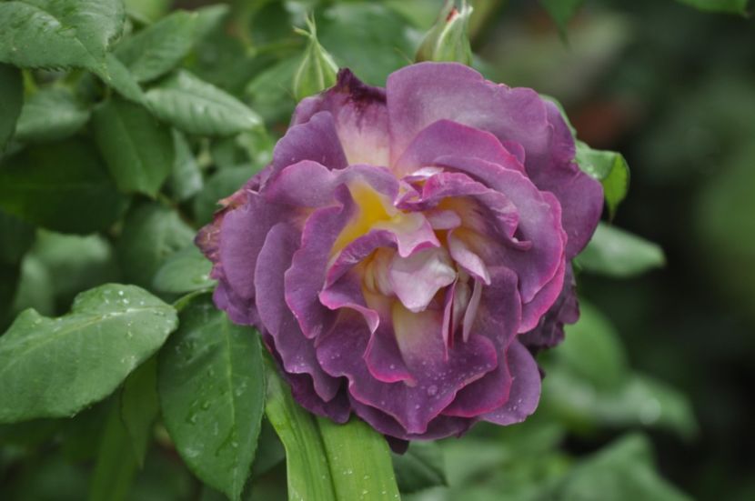 _DSC0161 - PRIMAVARA 2021_4