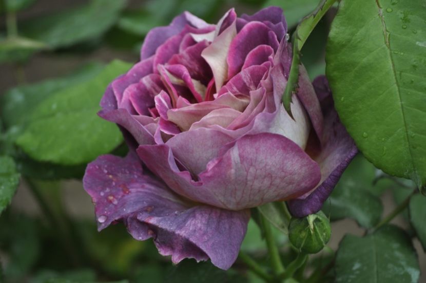 _DSC0177 - PRIMAVARA 2021_4