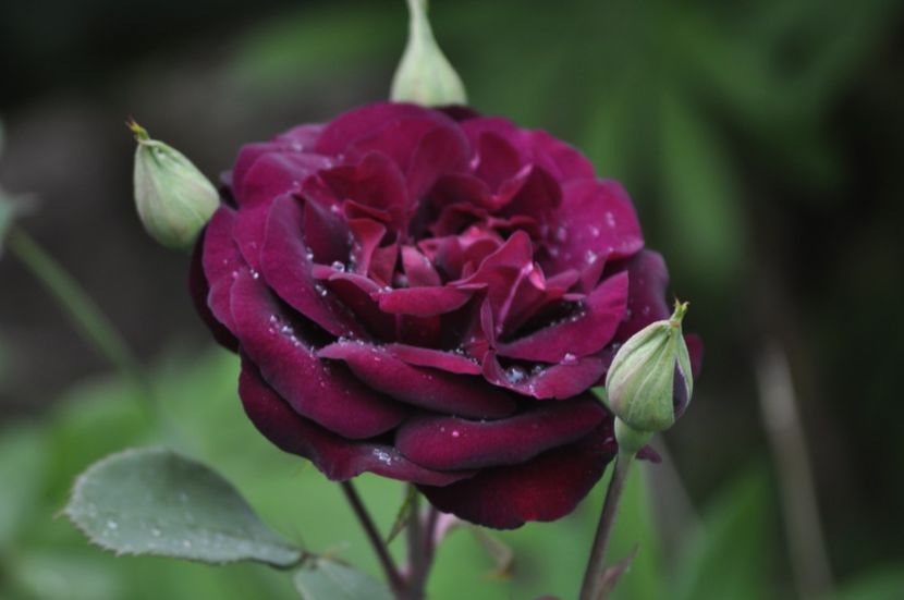 _DSC0183 - PRIMAVARA 2021_4