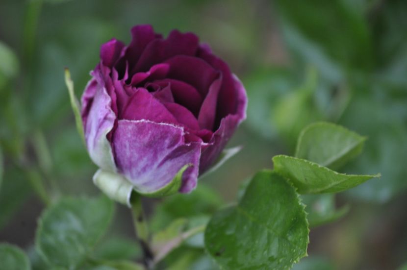 _DSC0232 - PRIMAVARA 2021_4