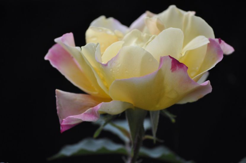 _DSC0233 - PRIMAVARA 2021_4