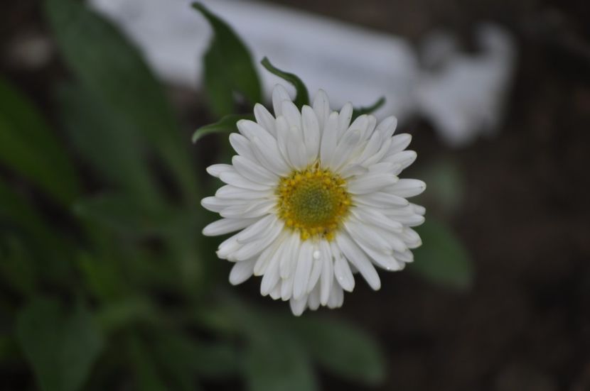 _DSC0236 - PRIMAVARA 2021_4