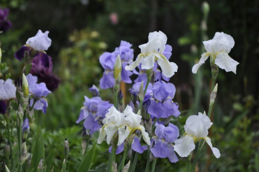 _DSC0237 - PRIMAVARA 2021_4