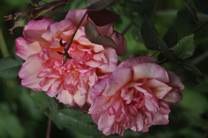 _DSC0238 - PRIMAVARA 2021_4