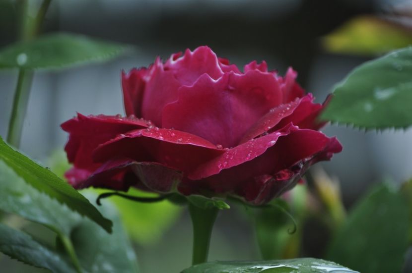 _DSC0240 - PRIMAVARA 2021_4