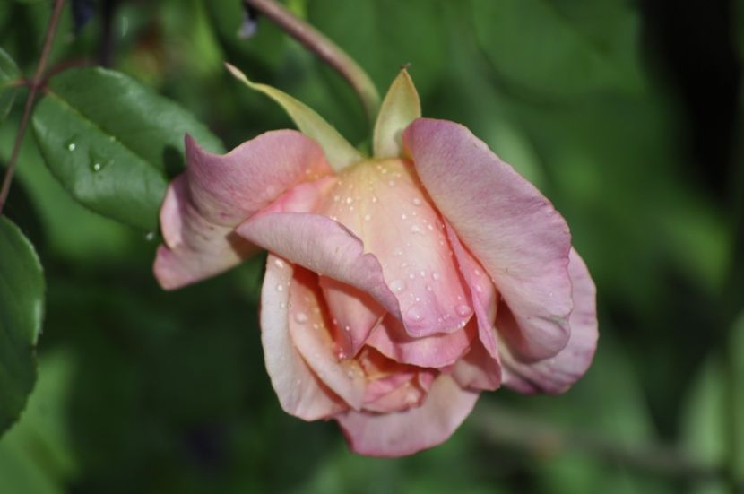 _DSC0243 - PRIMAVARA 2021_4