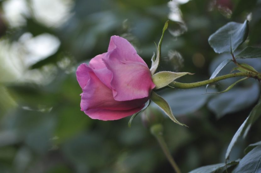 _DSC0258 - PRIMAVARA 2021_4