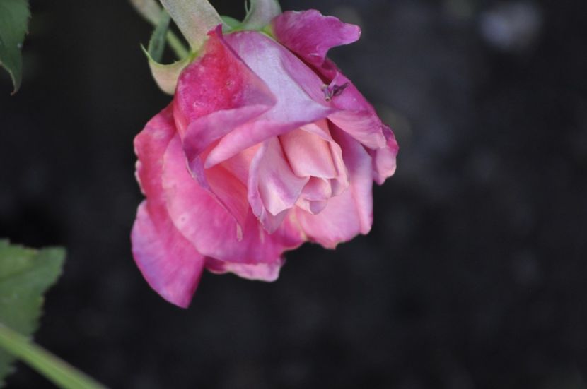 _DSC0261 - PRIMAVARA 2021_4