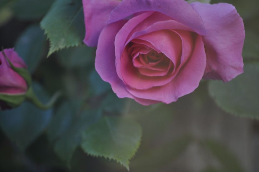 _DSC0262 - PRIMAVARA 2021_4