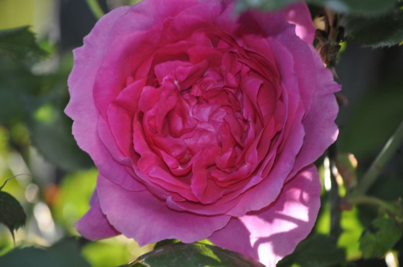 _DSC0264 - PRIMAVARA 2021_4