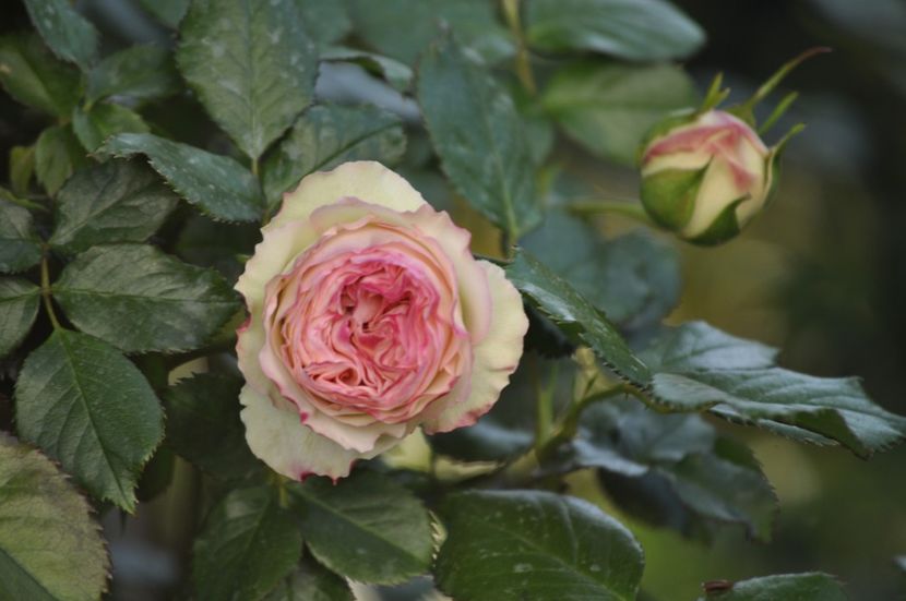 _DSC0269 - PRIMAVARA 2021_4