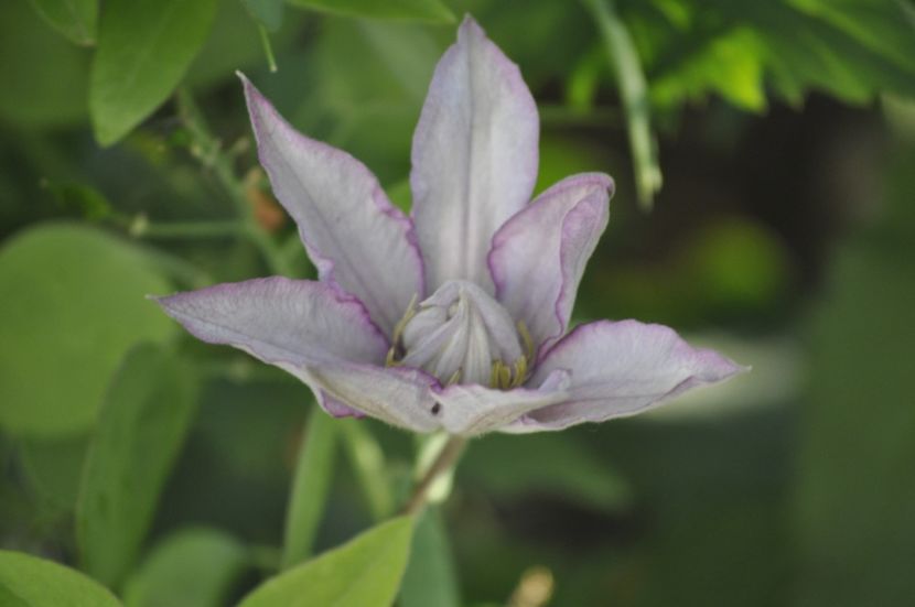 _DSC0270 - PRIMAVARA 2021_4