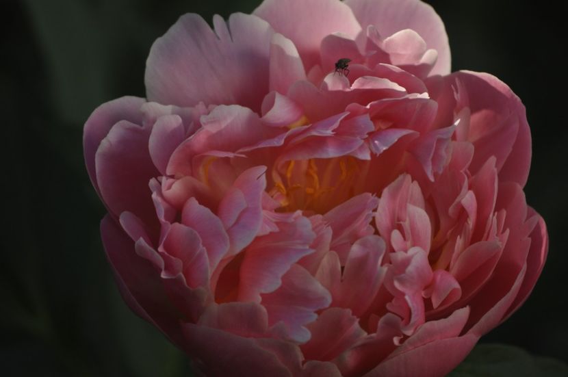 _DSC0272 - PRIMAVARA 2021_4