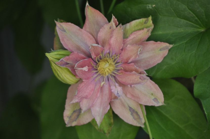 _DSC0274 - PRIMAVARA 2021_4