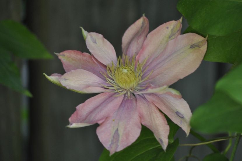 _DSC0275 - PRIMAVARA 2021_4