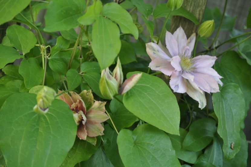 _DSC0280 - PRIMAVARA 2021_4