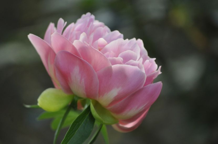 _DSC0281 - PRIMAVARA 2021_4